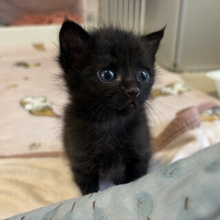 生後1ヶ月半の黒猫仔猫オス」岡山県 - 猫の里親募集(527336) :: ペット