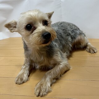 4歳 ヨークシャテリアの男の子♪♪