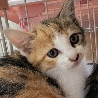 ママそっくりのミケ♡あんみつ