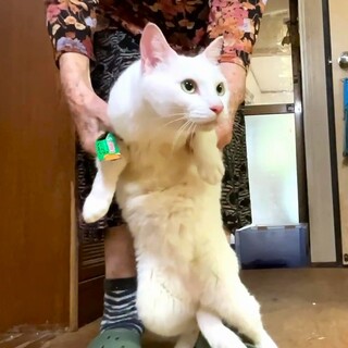 少し控えめなシロくん