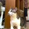 尾長なキジシロちゃん サムネイル2