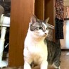 尾長なキジシロちゃん サムネイル3