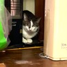 尾長なキジシロちゃん サムネイル4