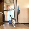 尾長なキジシロちゃん サムネイル5