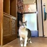 尾長なキジシロちゃん サムネイル6