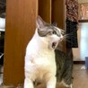 尾長なキジシロちゃん サムネイル7