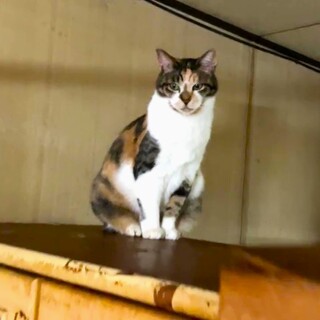 人懐っこい三毛ちゃん