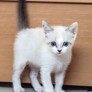 シャム猫ちゃんのようなめいちゃん