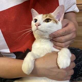 瞳の綺麗な茶白男子