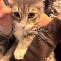 なかがわ
