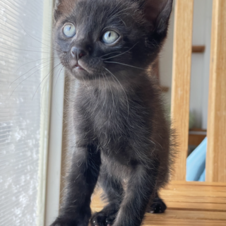 陽気な子猫★かむい★活発甘えた