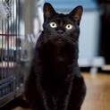 伸びしろいっぱい！丸顔の黒猫女子　ラダー♀