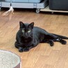 伸びしろいっぱい！丸顔の黒猫女子　ラダー♀
