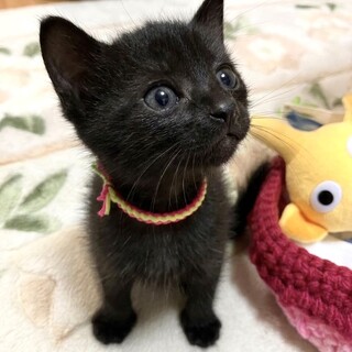 黒猫好きにはぴったりのマオマオちゃん
