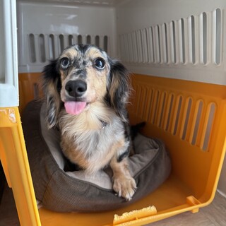 控えめ甘えん坊なシルバーダップルのアリーちゃん