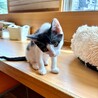 白黒ハチワレのスリムボディのメイメイちゃん サムネイル2