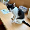 白黒ハチワレのスリムボディのメイメイちゃん サムネイル3