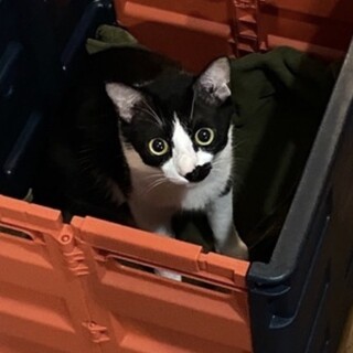 ハチワレ猫メス