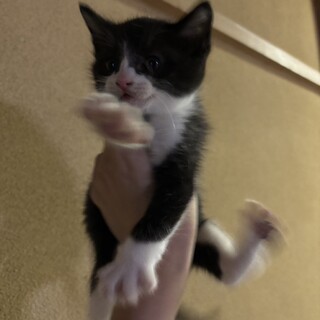 子猫のパパママ募集