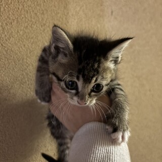 子猫のママパパ募集