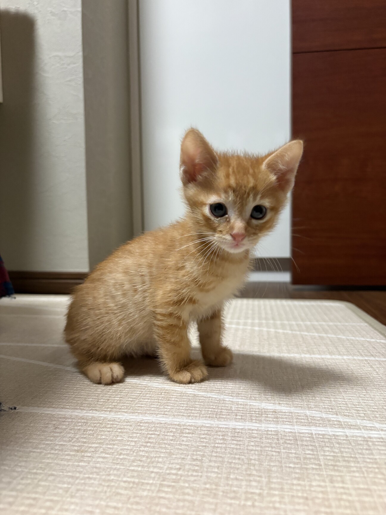 陽気な子猫☆とかち☆活発甘えた」大阪府 - 猫の里親募集(542573