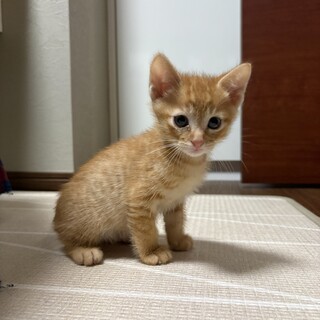 陽気な子猫★とかち★活発甘えた