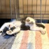 ゴルフ場で保護されたグレーのきれいなピンくん サムネイル5
