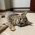 陽気な子猫★あさひ★活発甘えた