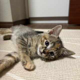 陽気な子猫★あさひ★活発甘えた