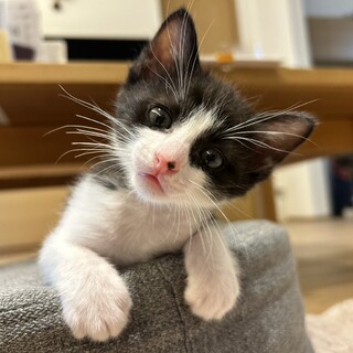 鼻の頭のほくろがワンポイントのルンルンくん