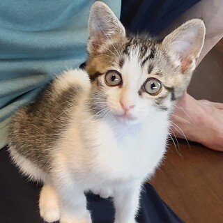 美しいお顔のりんりんちゃん