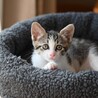 美しいお顔のりんりんちゃん サムネイル2