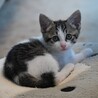 美しいお顔のりんりんちゃん サムネイル3