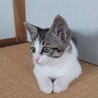 美しいお顔のりんりんちゃん サムネイル4