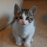 美しいお顔のりんりんちゃん サムネイル6