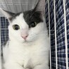 【7/12三田】猫大好き！緊張しいな繊細美猫さん サムネイル4