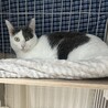 【7/12三田】猫大好き！緊張しいな繊細美猫さん サムネイル5