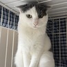 【7/12三田】猫大好き！緊張しいな繊細美猫さん サムネイル7
