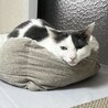 【7/12三田】猫大好き！緊張しいな繊細美猫さん サムネイル3