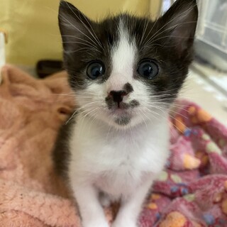 おぼっちゃまタイプのライライくん