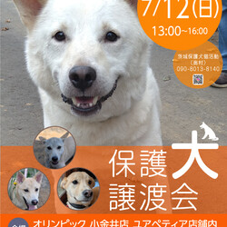 保護犬譲渡会