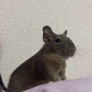 デグーの男の子