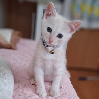 薄茶2ヶ月男の子、甘えん坊ルイ、ベタベタです