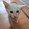 薄茶2ヶ月男の子、甘えん坊ルイ、ベタベタです サムネイル3