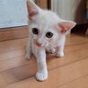 薄茶2ヶ月男の子、甘えん坊ルイ、ベタベタです サムネイル4