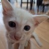 薄茶2ヶ月男の子、甘えん坊ルイ、ベタベタです サムネイル5