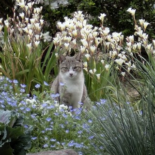 人にも猫にも優しい桜さん