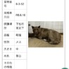 殺処分対象❗️収容期限6/23迄❗️延長なし サムネイル7