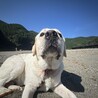 ラブラドール　オス　３歳です サムネイル2