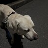 ラブラドール　オス　３歳です サムネイル3